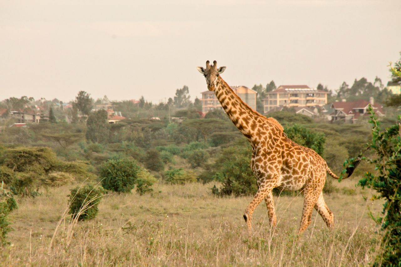 The places to take pictures of wildlife and architecture around Nairobi