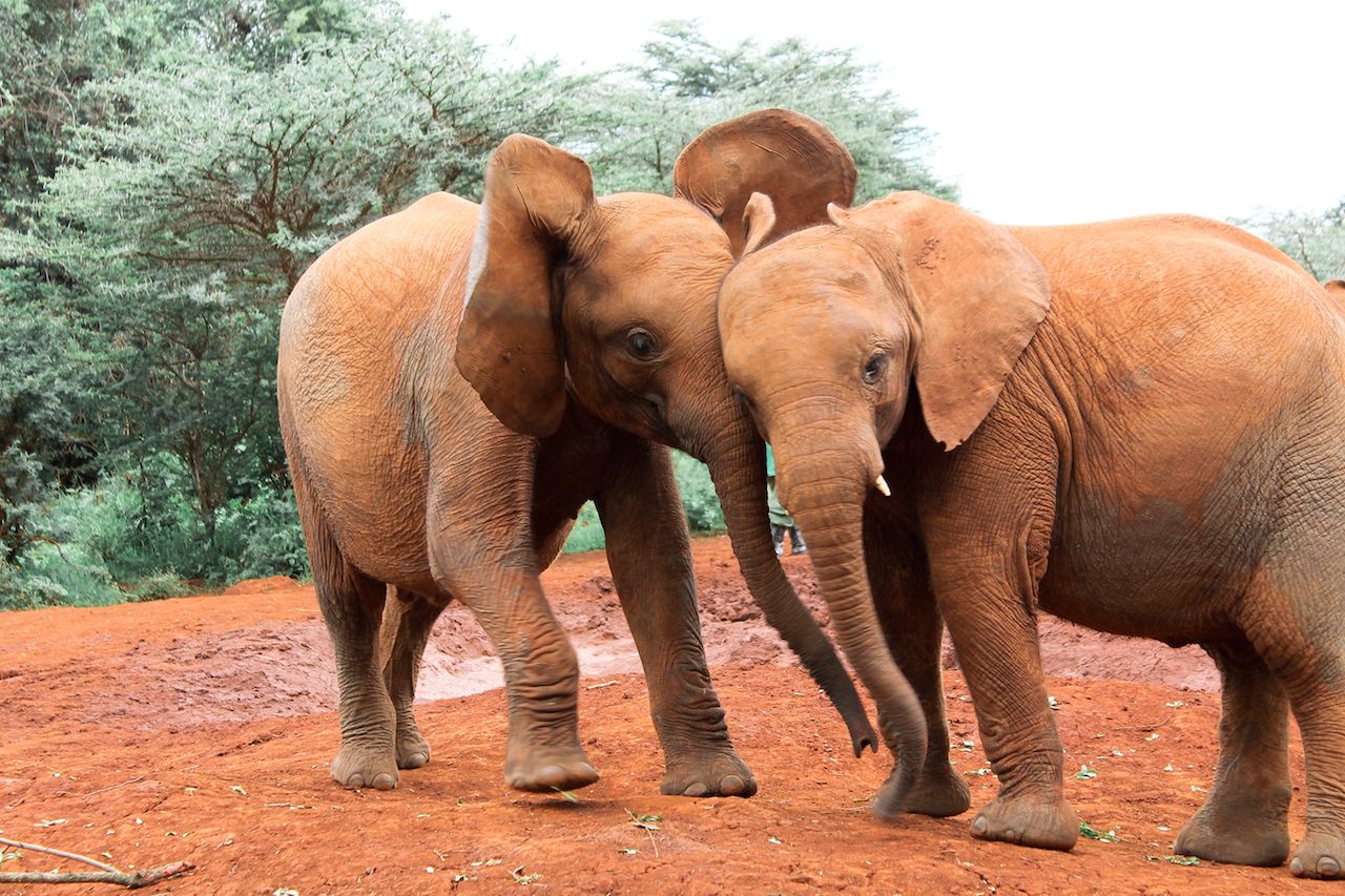 The places to take pictures of wildlife and architecture around Nairobi