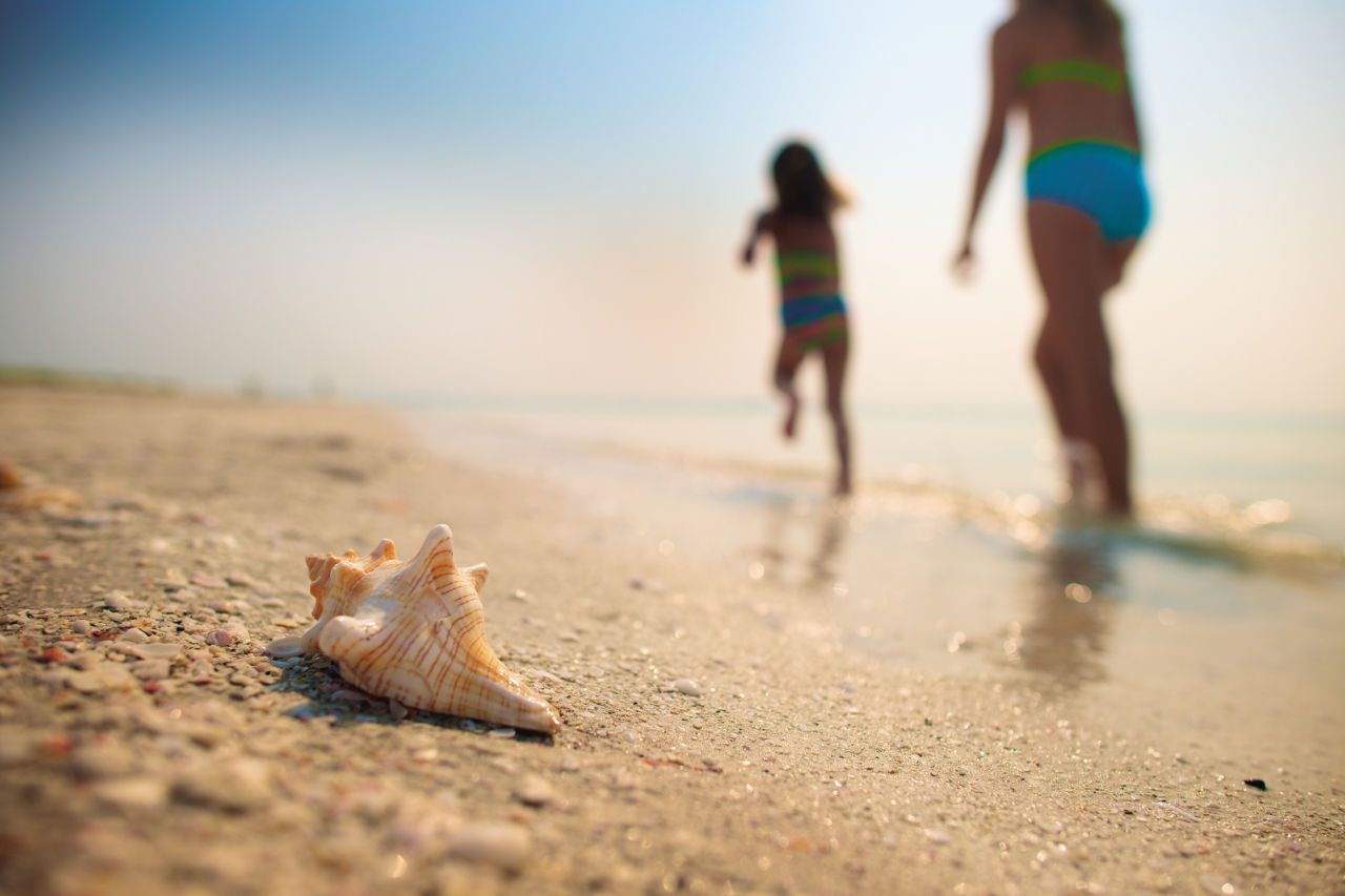 Sanibel Island shells