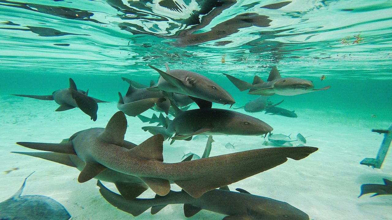 school of sharks