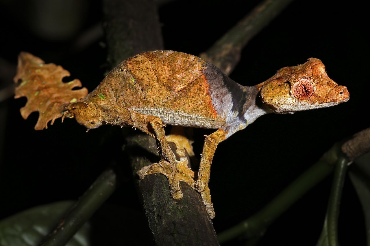 Satanic Leaf-tailed Gecko