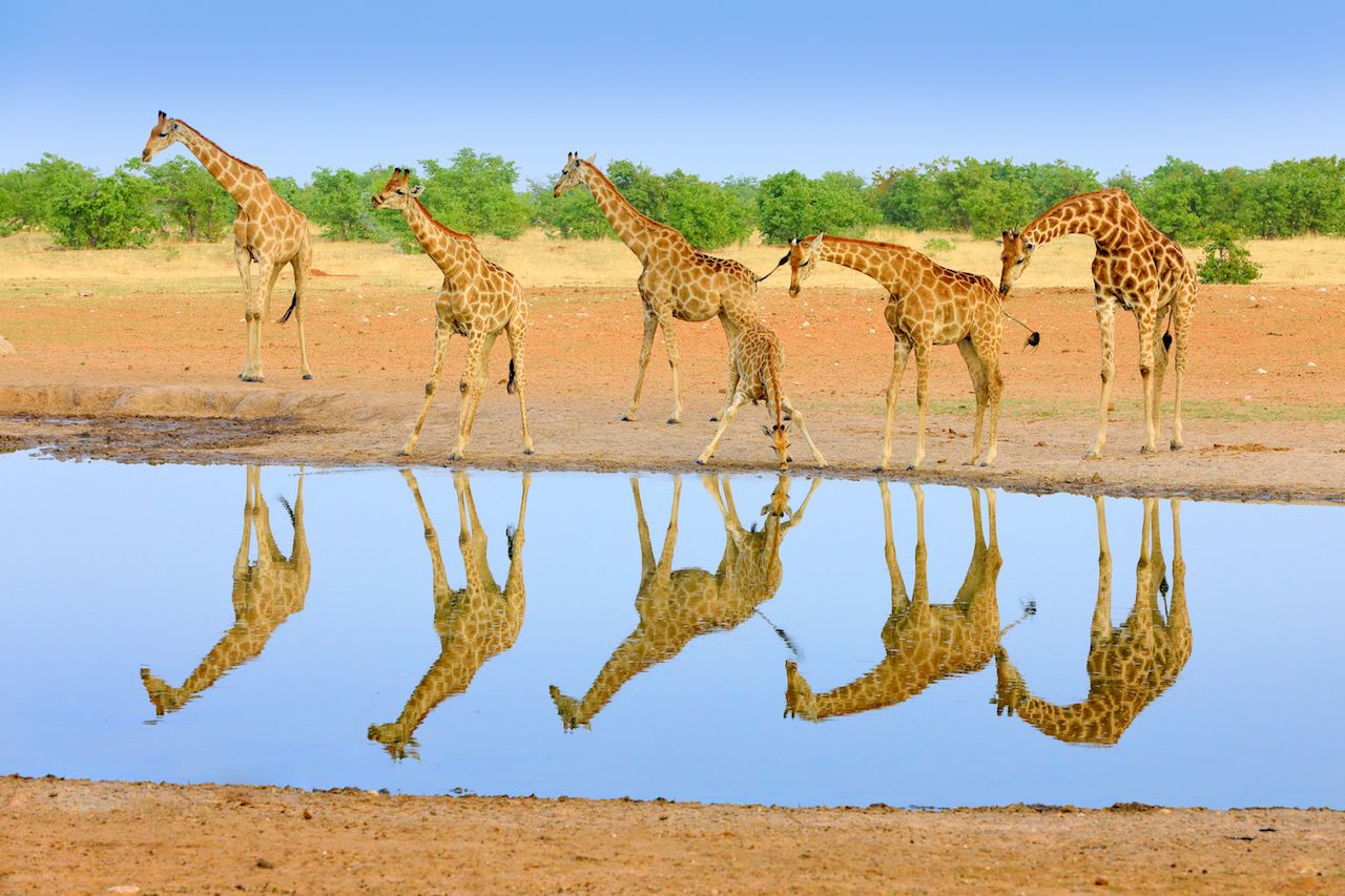 Giraffes by the watering hold in Etosah National Park in Namibia