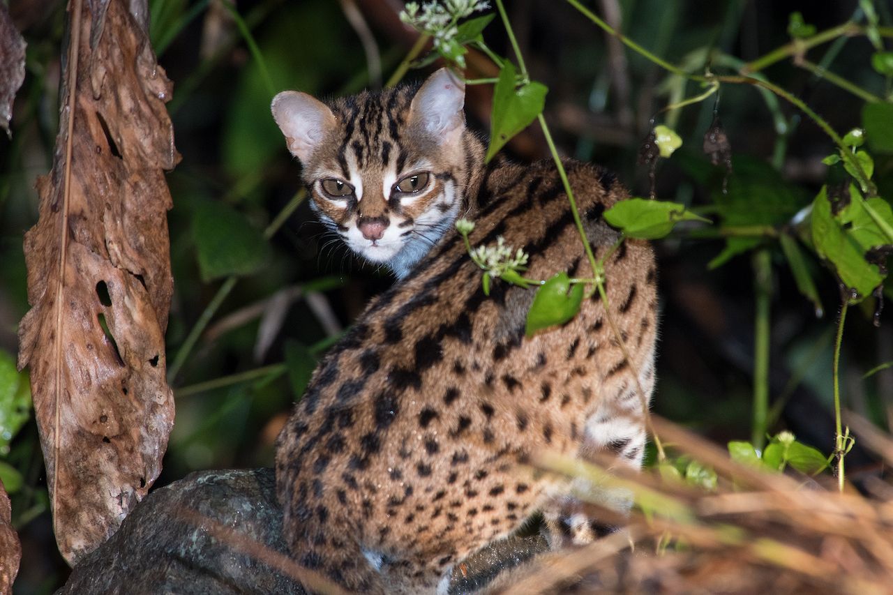 leopard cat