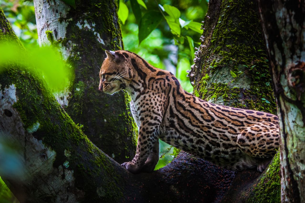 wild cat in a tree