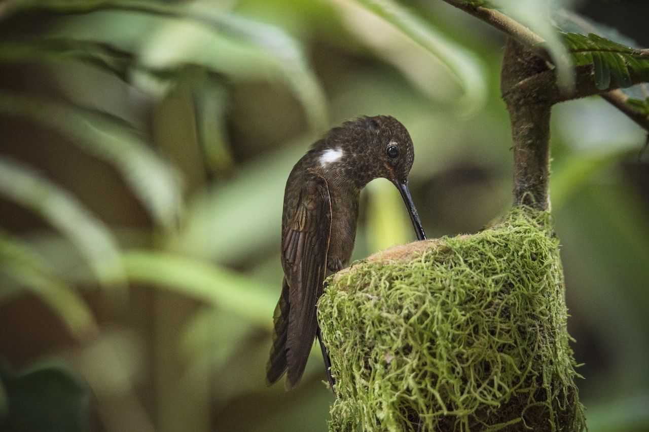 Brown Inca Hummingbird, Andes, Endemic, Female