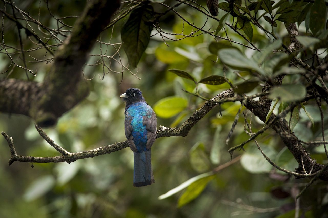 Trogon, Amazon