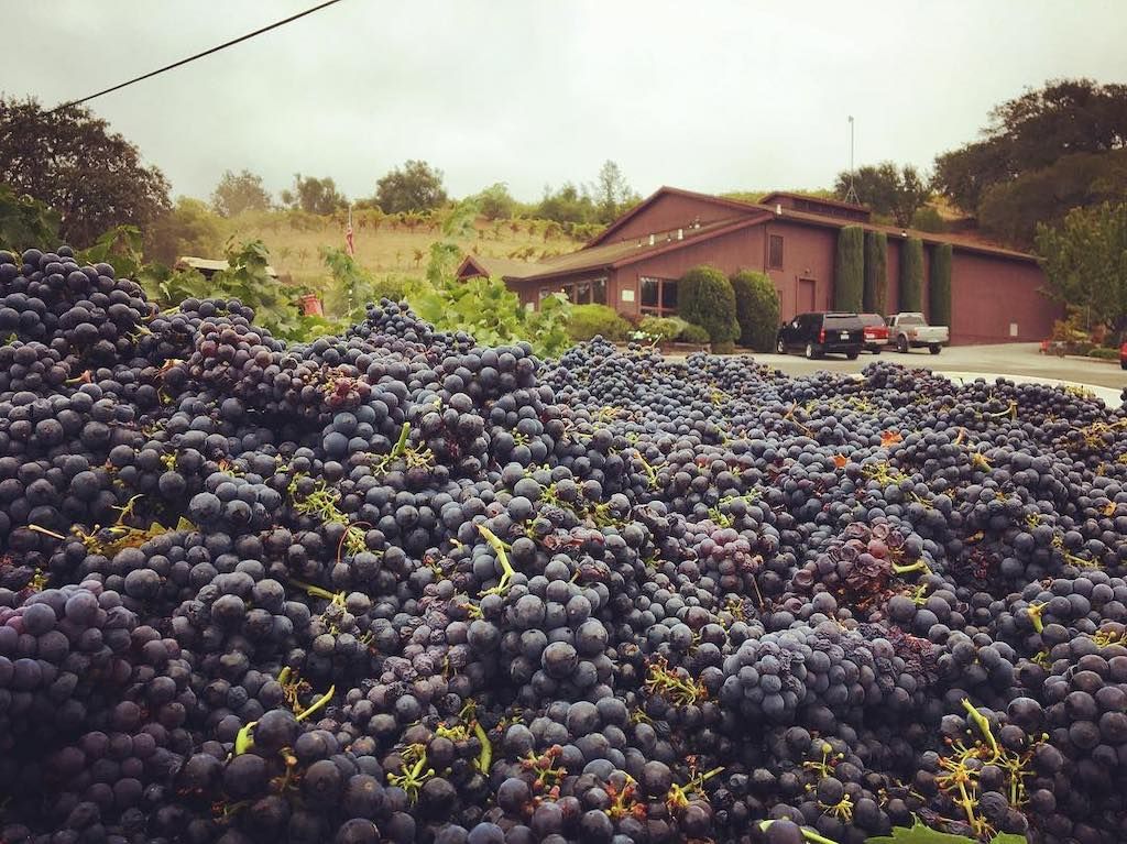 Pedroncelli Winery