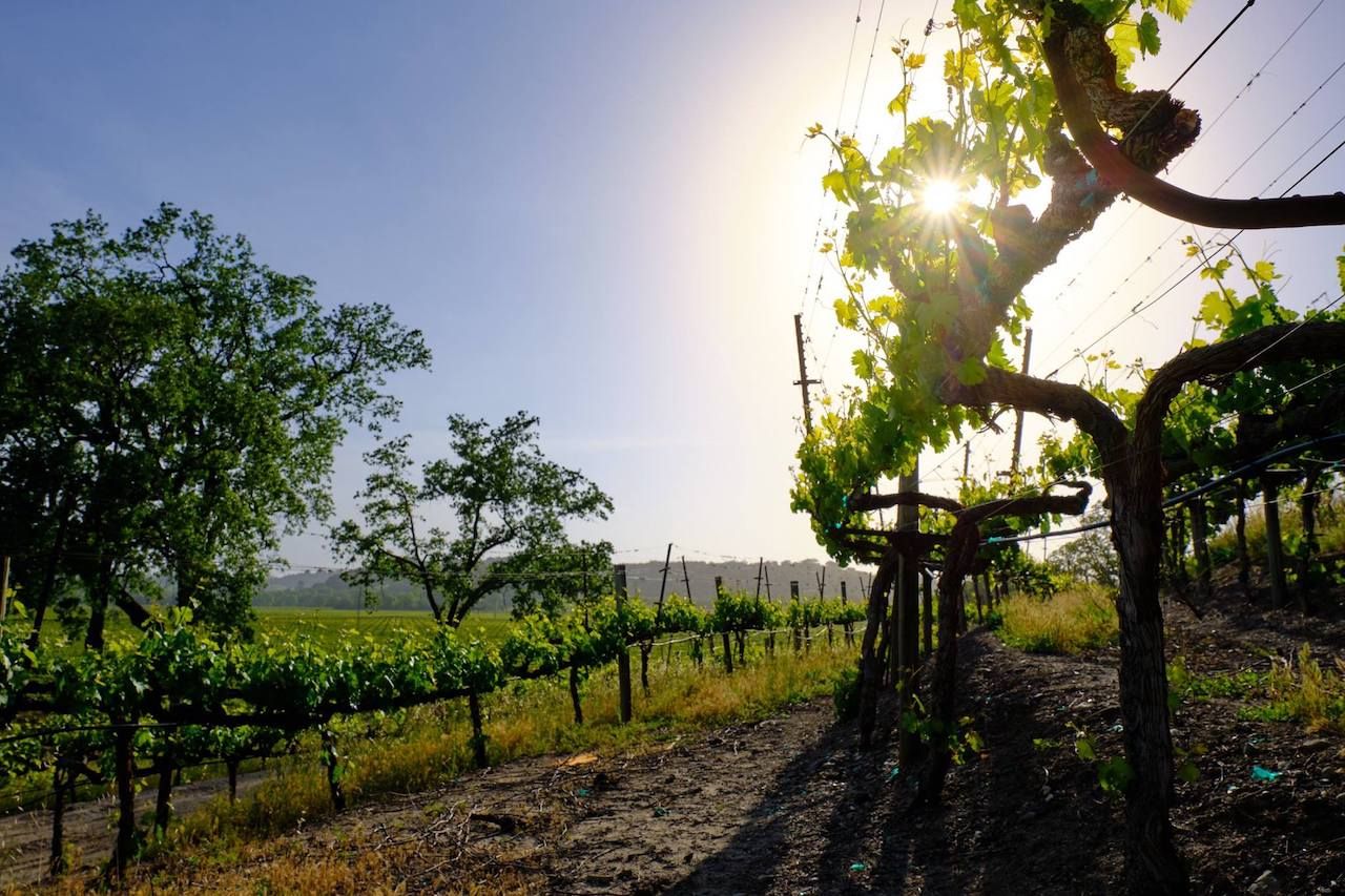 Sonoma County Winegrowers