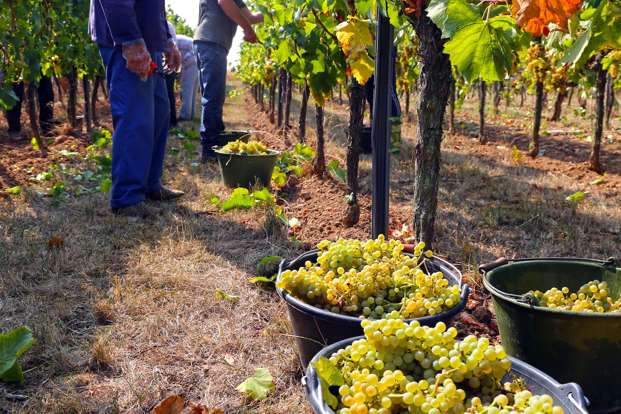 Viticulturists harvesting grapes in grape yard