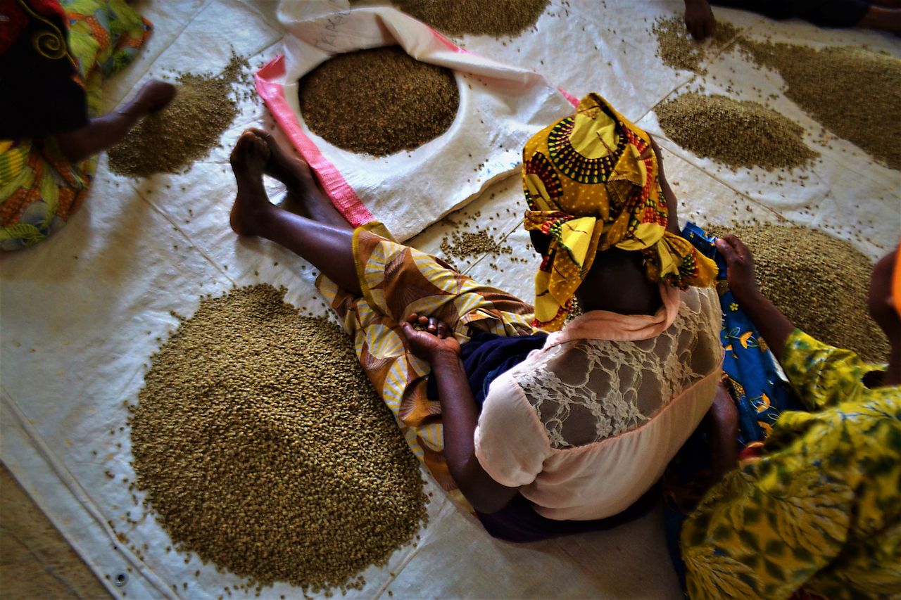women picking beans, Rwanda
