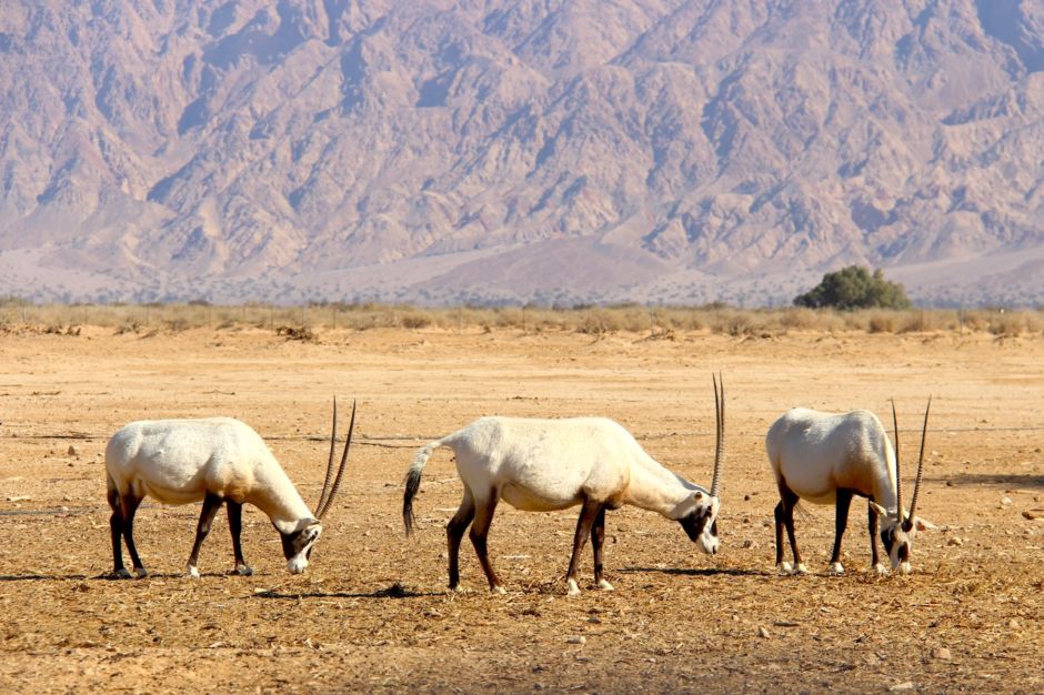 6 ways to make your visit to Jordan more meaningful